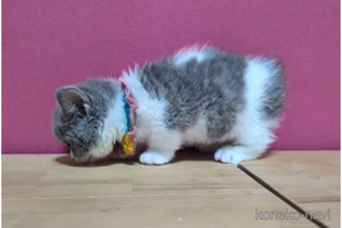 成約済の東京都のマンチカン(短足)-106373の3枚目